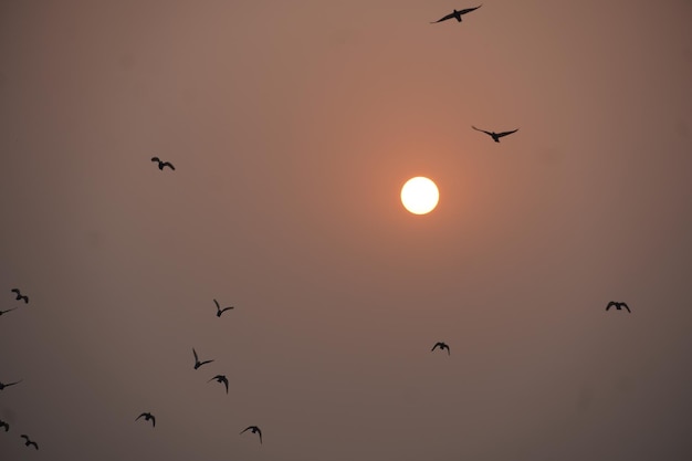 Vogelgroep die tegen de zon of de maan vliegt