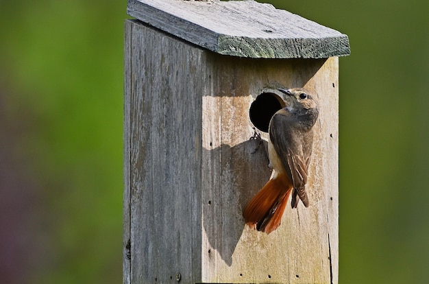 vogelhuisje in het bos