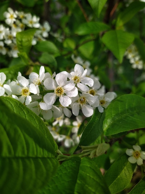 vogelkers bloesems