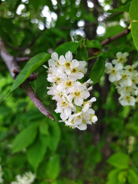 Vogelkersenboom met witte bloemen