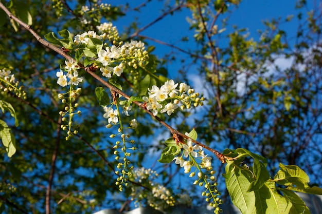 Vogelkersenboombloesem in de lente Tak met gewone vogelkersbloemen tegen de blauwe lucht