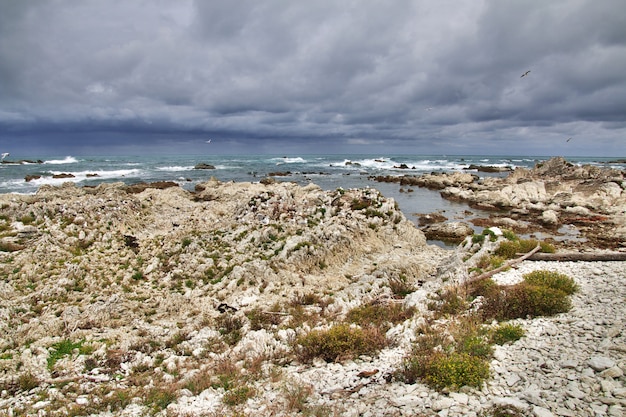 Vogelkolonie in kaikoura, nieuw-zeeland