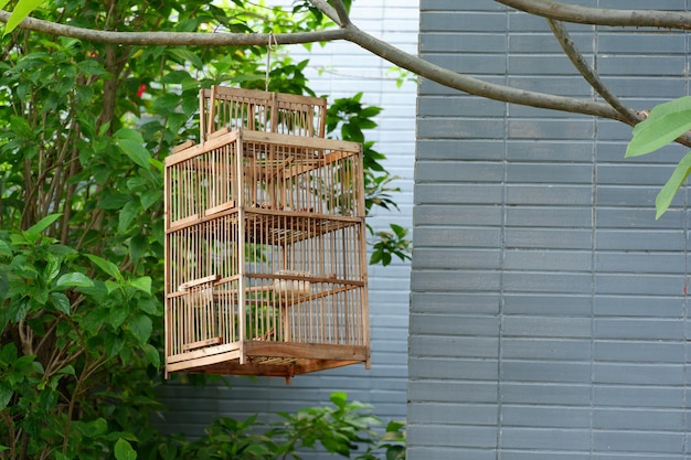 vogelkooi hangen aan boomtak