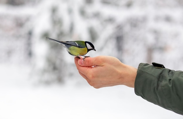 Vogelmees eet voedsel op de handpalm