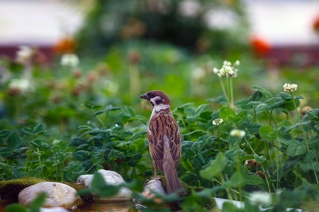 Vogelmus in de tuin bij de feeder. Zomer foto van dieren in het wild.