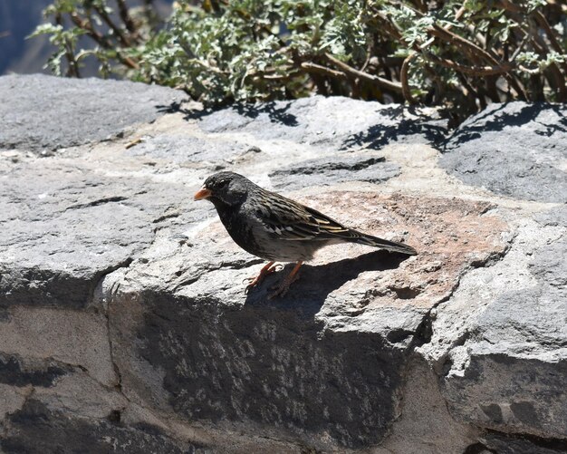 Foto vogelmus in zijn natuurlijke omgeving op stenen muur