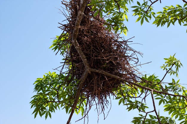 Vogelnest in boom van onderaf gezien met blauwe lucht op de achtergrond