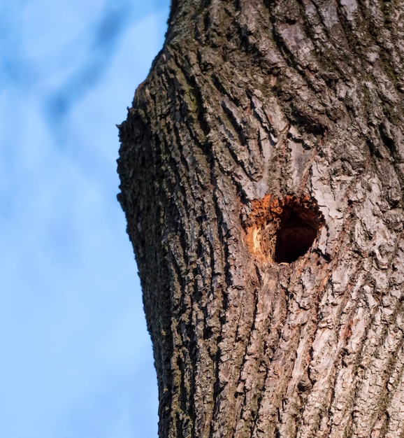 Vogelnest in holle boomstam