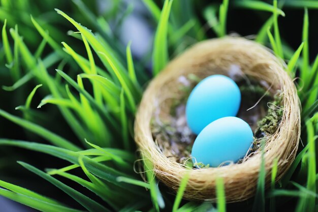 Vogelnest met eieren. Wilgentakken en eerste greens. Pasen achtergrond. Palmzondag. christelijke feestdag. Lente achtergrond.