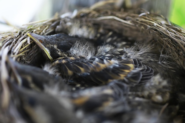 Vogelnest met jongen in de vroege zomer eieren en kuikens van een kleine vogel spreeuw voedt de kuikens