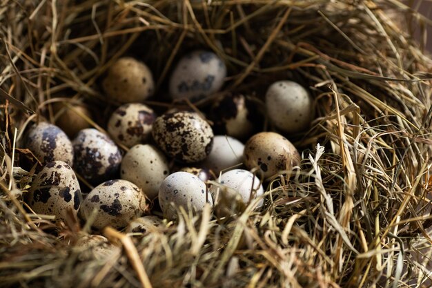 Vogelnest met kwarteleitjes Paasconcept