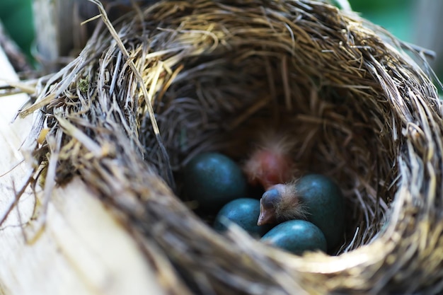 Vogelnest met vogel in de vroege zomer Eieren en kuikens van een kleine vogel Spreeuw Voedt de kuikens