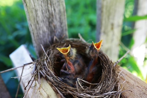 Vogelnest met vogel in de vroege zomer Eieren en kuikens van een kleine vogel Spreeuw Voedt de kuikens