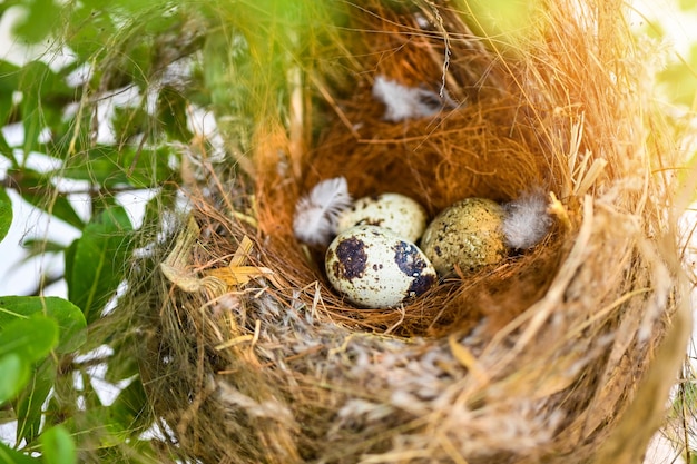 Vogelnest op boomtak met drie eieren in vogeleieren op vogelnest en veren in zomerbos