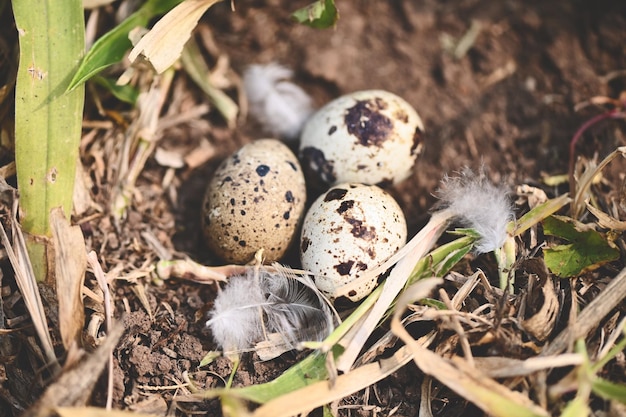 Vogelnest op de grond met drie eieren in vogeleieren op vogelsnest en veren in Pasen-concept van zomerboseieren