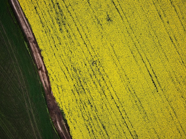 Vogelperspectief vanuit een drone van een passerende koolzaadoogst