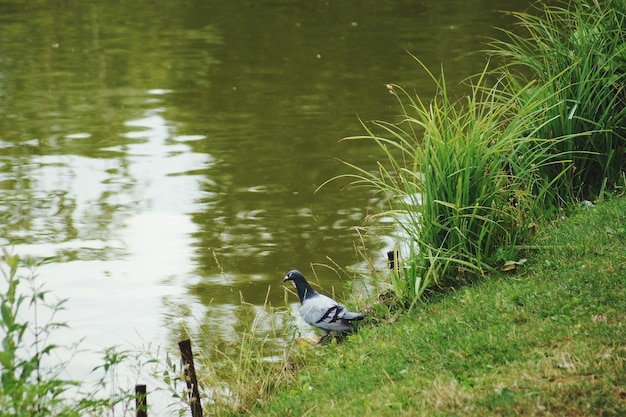 Vogels aan de oever van het meer