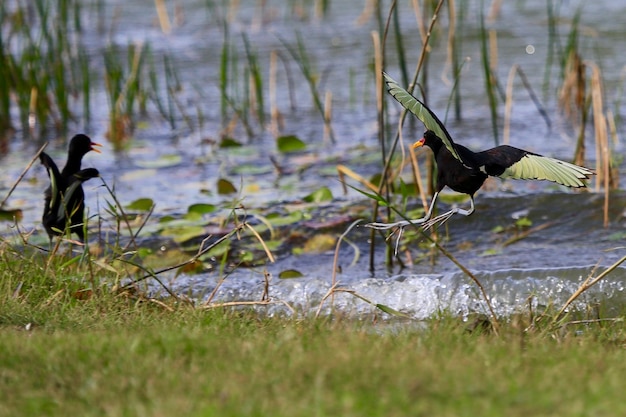 Vogels aan de oever van het meer