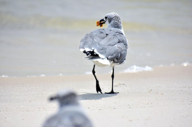 Foto vogels aan wal op het strand