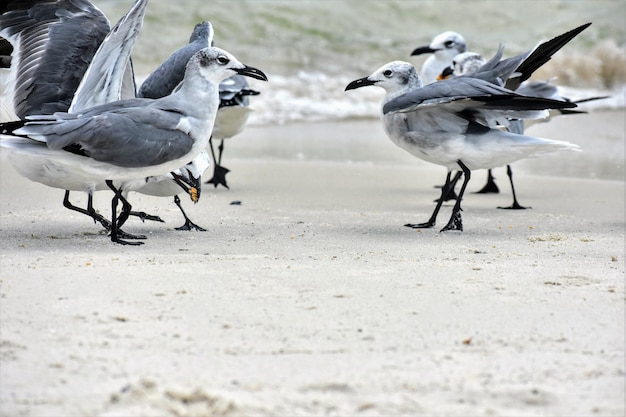 Foto vogels aan wal op het strand