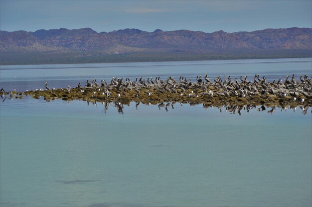 Foto vogels aan wal