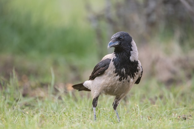 Vogels bonte kraai corvus cornix. in het wild.