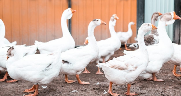 Vogels buiten close-up, witte ganzen lopen op de pluimveeboerderij, selectieve focus.