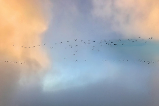 Vogels die in de blauwe lucht vliegen