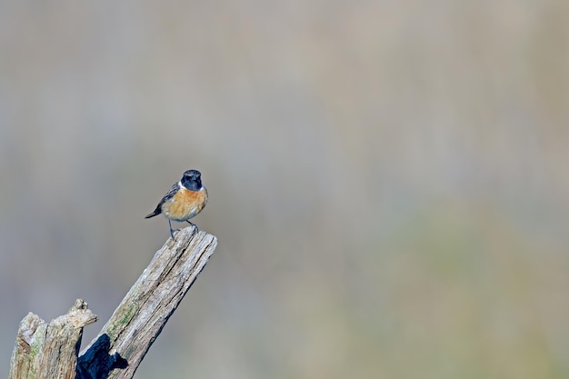 Vogels die in de open lucht zitten