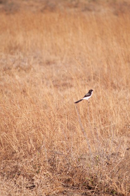 Foto vogels die in een veld vliegen