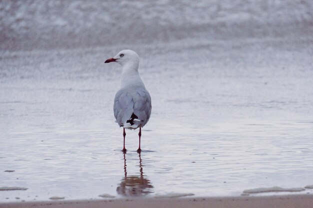 Foto vogels die in het water zitten