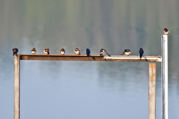 Vogels die op de reling zitten.