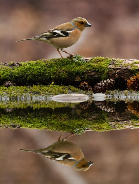 Foto vogels die op de rots bij het meer zitten