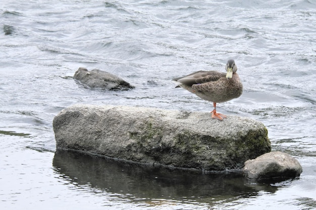 Foto vogels die op de rots bij het meer zitten
