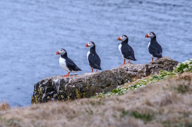 Foto vogels die op de rots zitten.