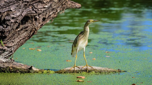 Foto vogels die op drijfhout zitten