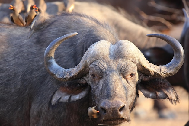 Vogels die op een Afrikaanse buffel zitten