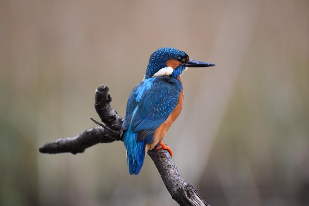 Vogels die op een blauwe buitenlucht zitten