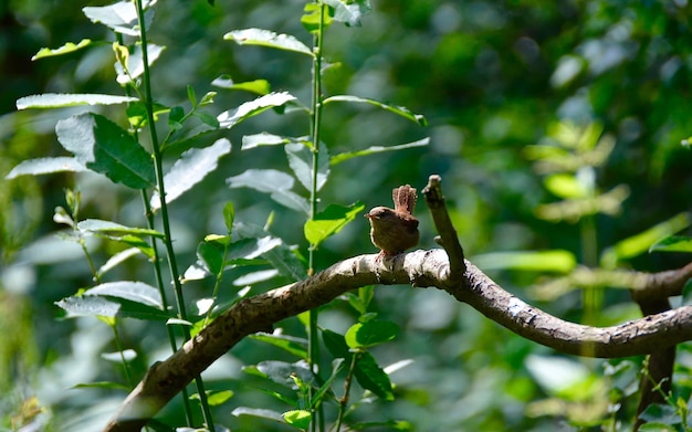 Vogels die op een boom zitten