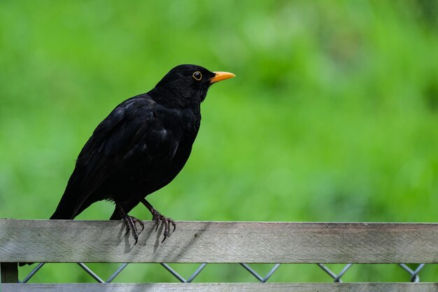 Vogels die op een hek zitten