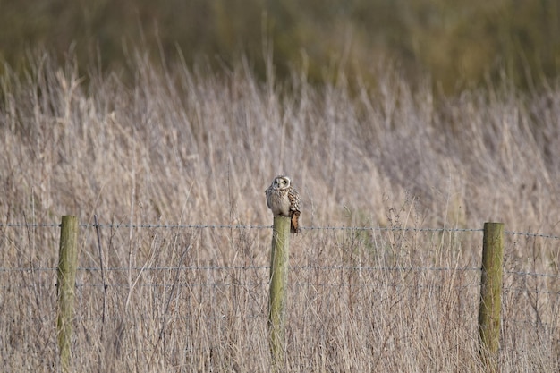 Foto vogels die op een houten paal zitten