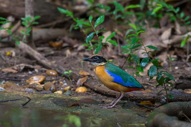 Foto vogels die op een land zitten