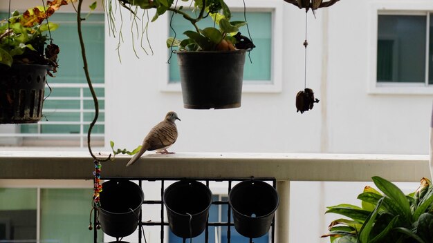 Foto vogels die op een potplant zitten