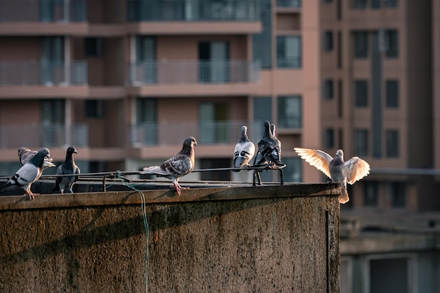 Vogels die op een reling tegen een gebouw in de stad zitten