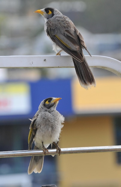 Foto vogels die op een reling zitten