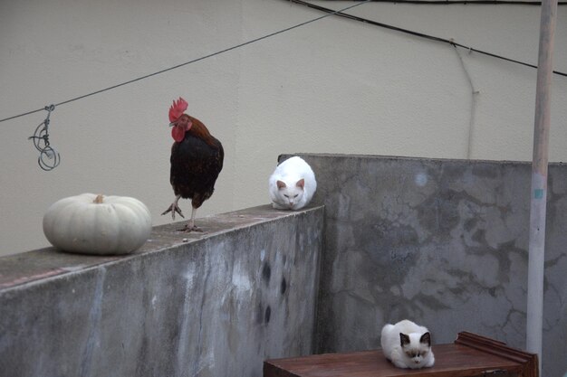 Foto vogels die op een stenen muur zitten.