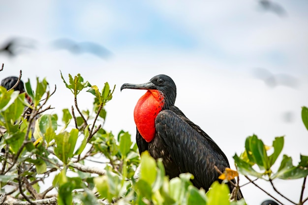 Foto vogels die op een tak zitten