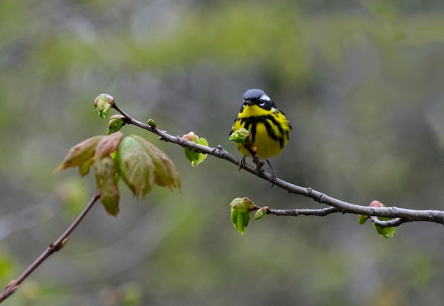 Foto vogels die op een tak zitten