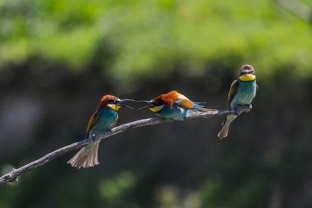 Vogels die op een tak zitten