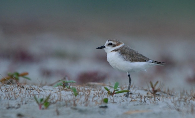 Foto vogels die op een veld zitten